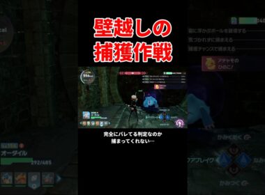 ポケモンZA DLC 壁の向こうにいるアチャモを捕まえたい! ポケモンZA M次元ラッシュ #shorts