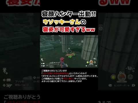 ウソッキーさんの「寝姿」が可愛すぎるww【Pokémon LEGENDS アルセウス】【寝顔ハンター】