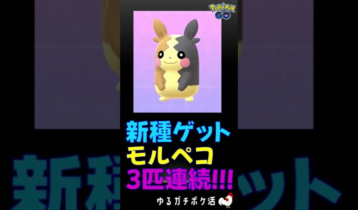【貴重！モルペコ！初ゲット】3匹連続ゲット！ #ポケモンGo #ポケモン #モルペコ #ハロウィン