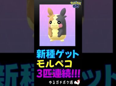 【貴重！モルペコ！初ゲット】3匹連続ゲット！ #ポケモンGo #ポケモン #モルペコ #ハロウィン