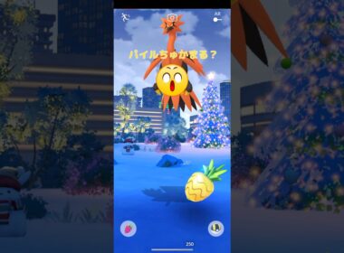 今日こそはガラルザンダーパイルでちゅかまえられるか⁉️