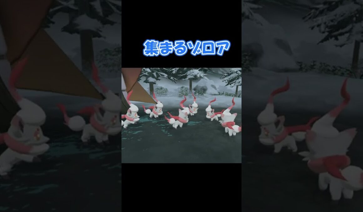 ゾロアを眺めるだけ #Shorts 【ポケモンレジェンズアルセウス】