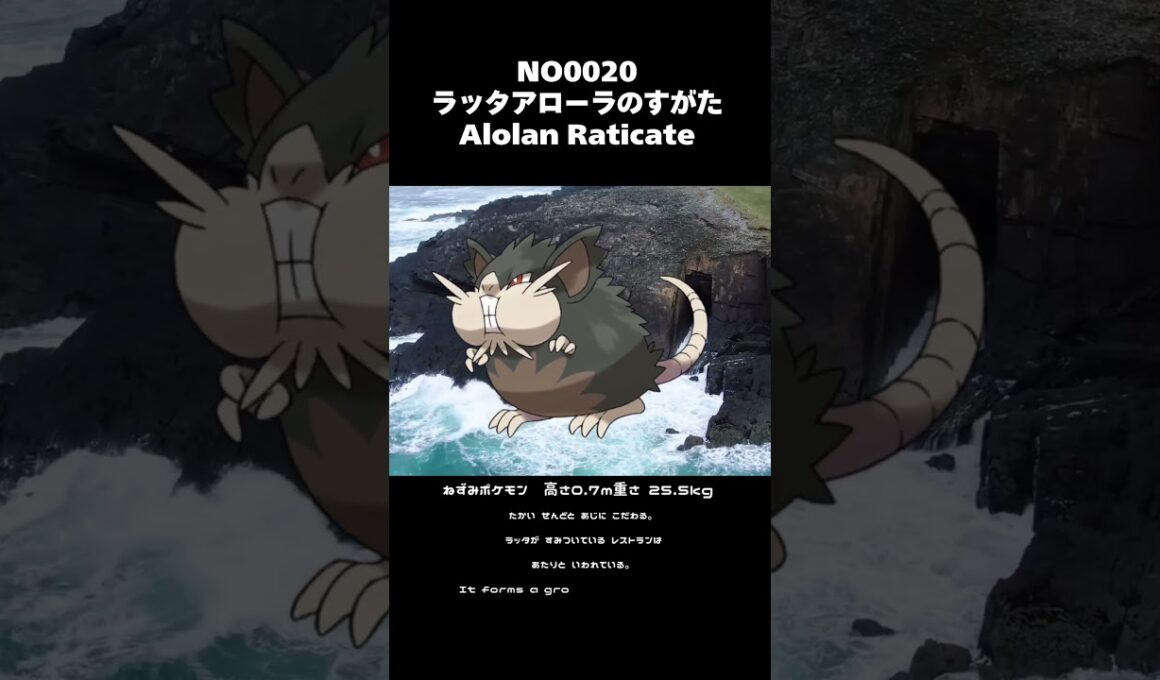 ポケモン図鑑NO0020ラッタアローラのすがた|Alolan Raticate #shorts