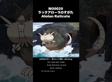 ポケモン図鑑NO0020ラッタアローラのすがた|Alolan Raticate #shorts