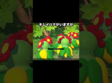 【幻の可愛さ】ピカチュウとキレイハナの決めポーズが可愛すぎる #ポケモン #newポケモンスナップ