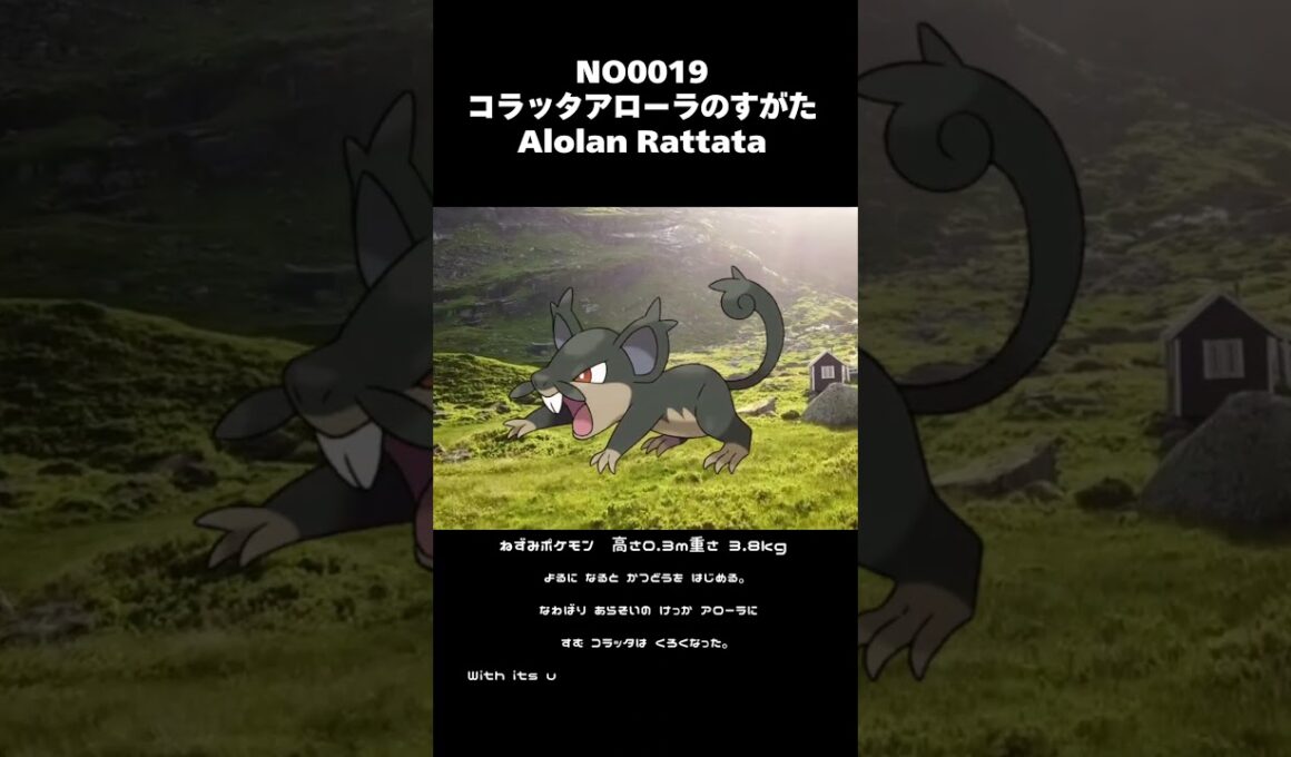 ポケモン図鑑NO0019 コラッタアローラのすがた| Alolan Rattata