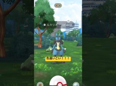 【ポケモンGO】ルカリオ！レイドデイで高個体&色違いチャレンジ！#nintendo #pokemon #pokemongo #ポケモンgo #色違い#レイド#ルカリオ