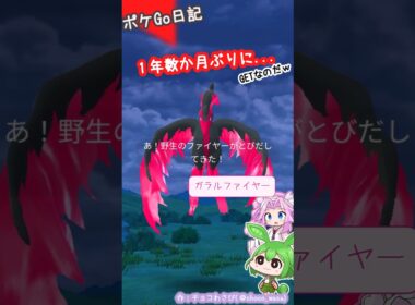 【ポケGO日記】ガラルファイヤーに遭遇!?こんどこそっ！なのだ🫛