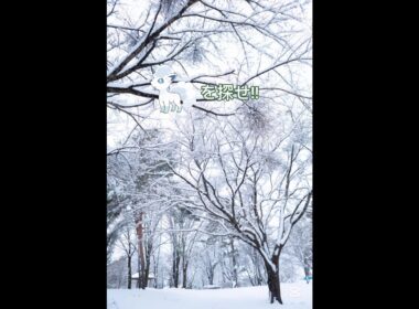 アローラロコンを探せ!!中級!!#ポケモン #shorts #ポケモンクイズ