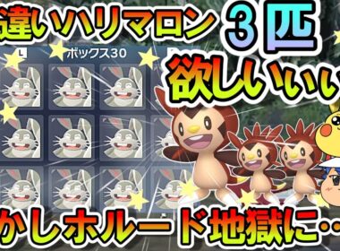 【ポケモンZA】色違いハリマロン3匹を狙った結果…‼色違いホルード祭りと化してしまう‼【ゆっくり解説】