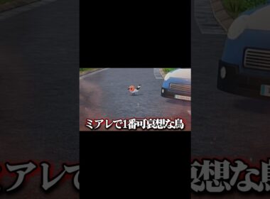 ヤヤコマ、怒っていいぞ。 #pokemonlegendsza #ポケモンza #shorts