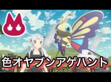 色違いオヤブンアゲハントに出会えた【レジェンズアルセウス】【ポケモン】