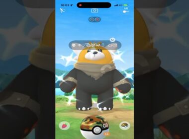 【ポケモンGO】ワイルドエリア長崎でキテルグマ色違い狙ってたら優勝したんだけど一つ足りない…。 #ポケモン #ポケgo #ポケモンgo #ゲーム実況 #pokemon #pogo #shorts