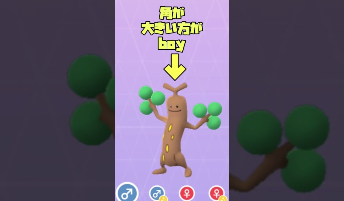 ウソッキーのオスメスの見分け方！