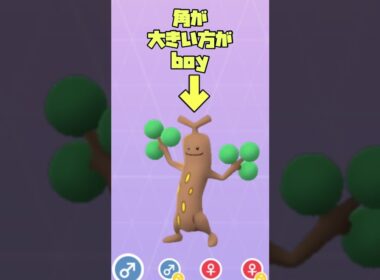 ウソッキーのオスメスの見分け方！