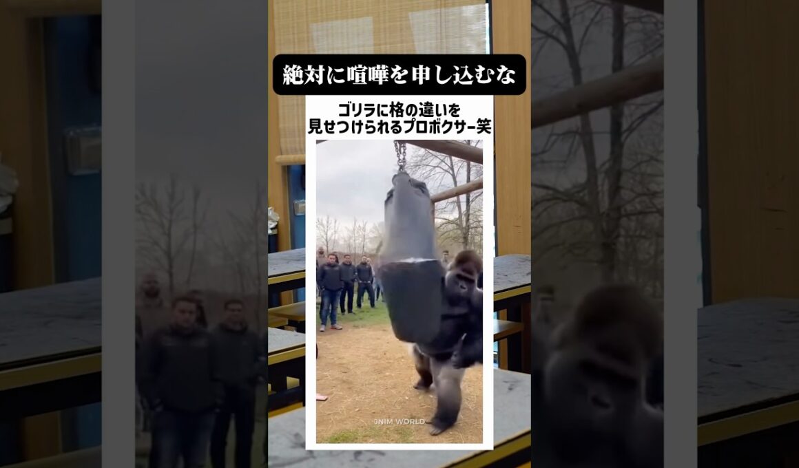 サンドバッグを破壊するゴリラが面白すぎる笑笑 #shorts #memes #ai #fyp