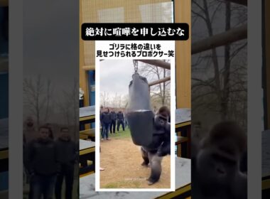 サンドバッグを破壊するゴリラが面白すぎる笑笑 #shorts #memes #ai #fyp