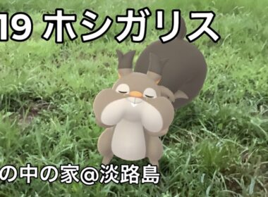 【ポケGO動くポケモンずかん】819ホシガリス｜Skwovet｜第８世代｜AR動画｜PoKeMoN GO AR