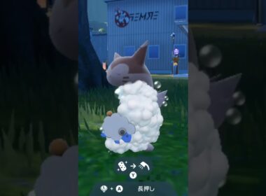 オオタチ Furret【ポケモンsv】