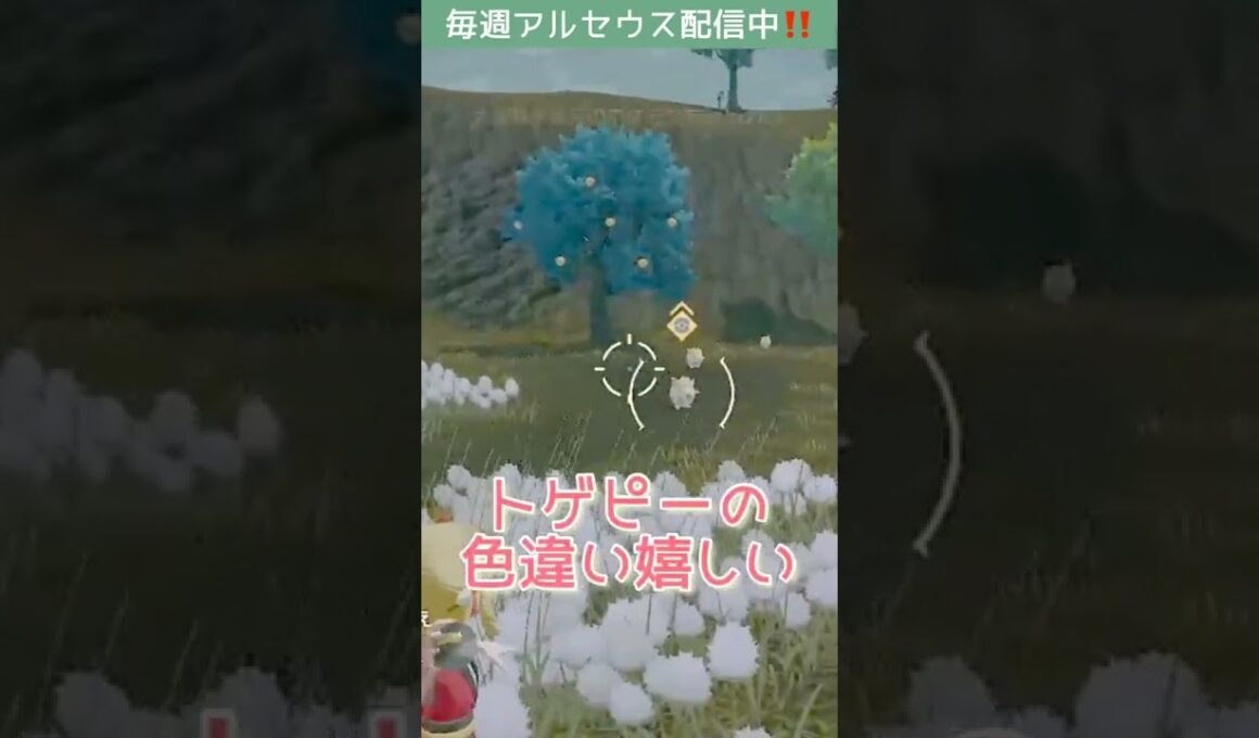 トゲピー色違い【#アルセウス】