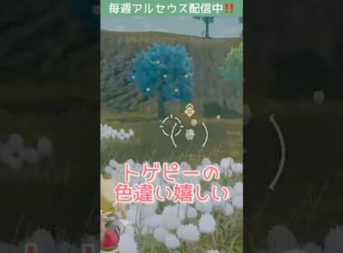 トゲピー色違い【#アルセウス】