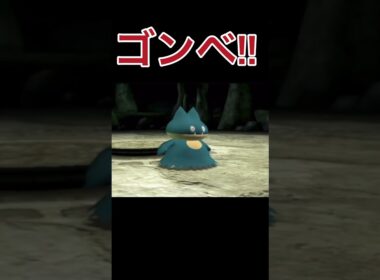 ゴンベってかわいいよな(ポケモンXD闇の旋風ダークルギアpart6)#shorts