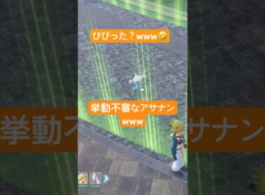 【ポケモンZA】猛ダッシュで逃げるアサナンwww🤣 #ポケモン  #ポケモンza  #ポケモンレジェンズza  #pokemon  #バグ  #爆笑 #チャンネル登録お願いします