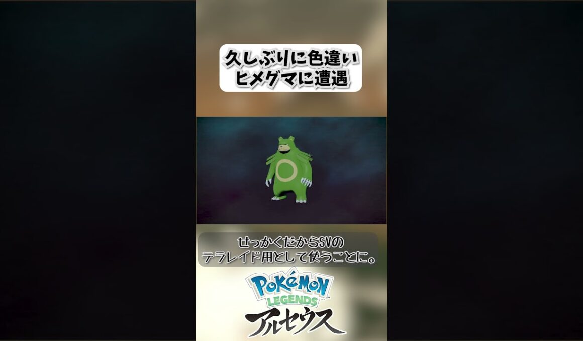 久しぶりに色違いヒメグマに遭遇【legendsarceus】 #shorts #legendsarceus #ヒメグマ #ガチグマ #色違い #テラレイドバトル