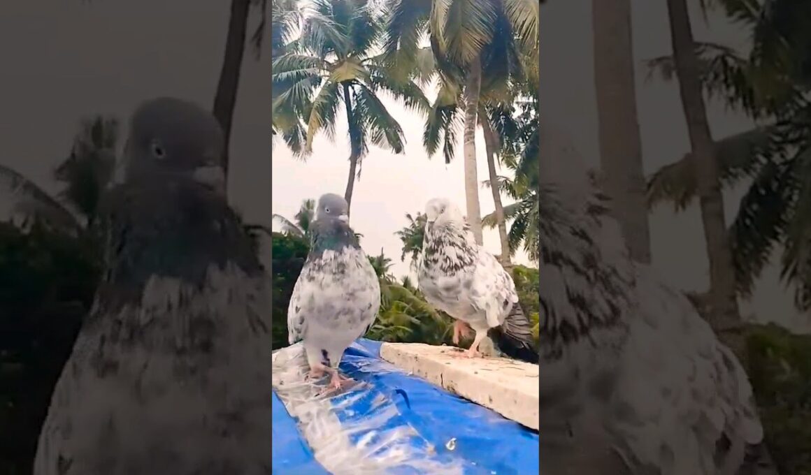 #kabootar #pigeon #shortvideo #
