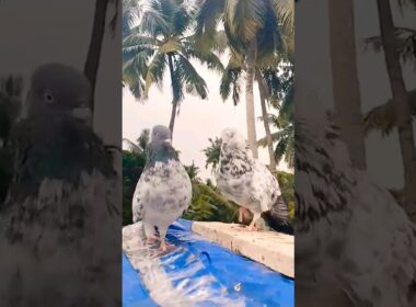 #kabootar #pigeon #shortvideo #