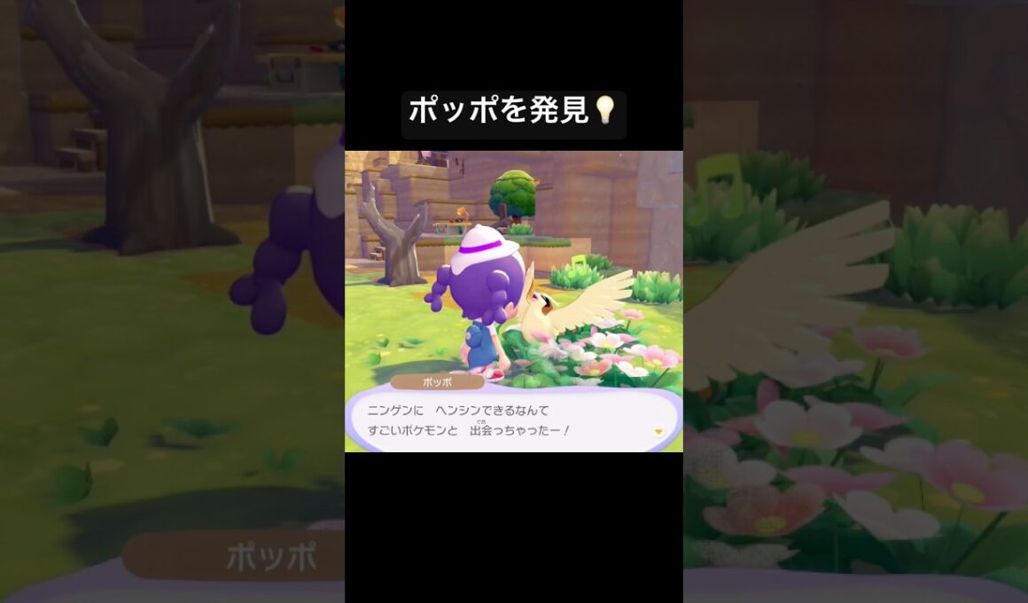 ポッポを発見💡/ぽこあポケモン