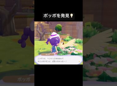 ポッポを発見💡/ぽこあポケモン