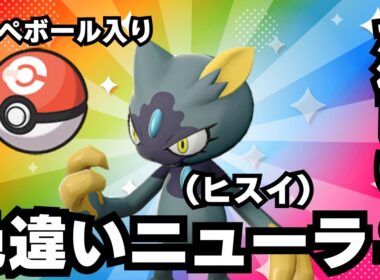 【ポケモンSV】2枠目 コンペボール入り色違いヒスイニューラ♀を手に入れる男 【ライブ配信】