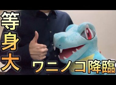 【デカすぎ】我が家にワニノコがやってきた。