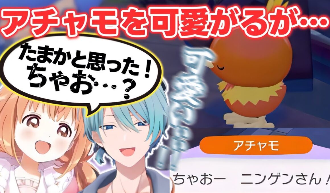 【ぽこあポケモン】アチャモを可愛がり「ちゃお」に反応するたまちゃんとトラウト【雲母たまこ/渚トラウト/すぺしゃーれ/にじさんじ切り抜き】