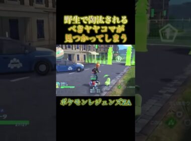 野生で淘汰されるべきヤヤコマが見つかってしまうwwww #ポケモン #ポケモンza #淘汰
