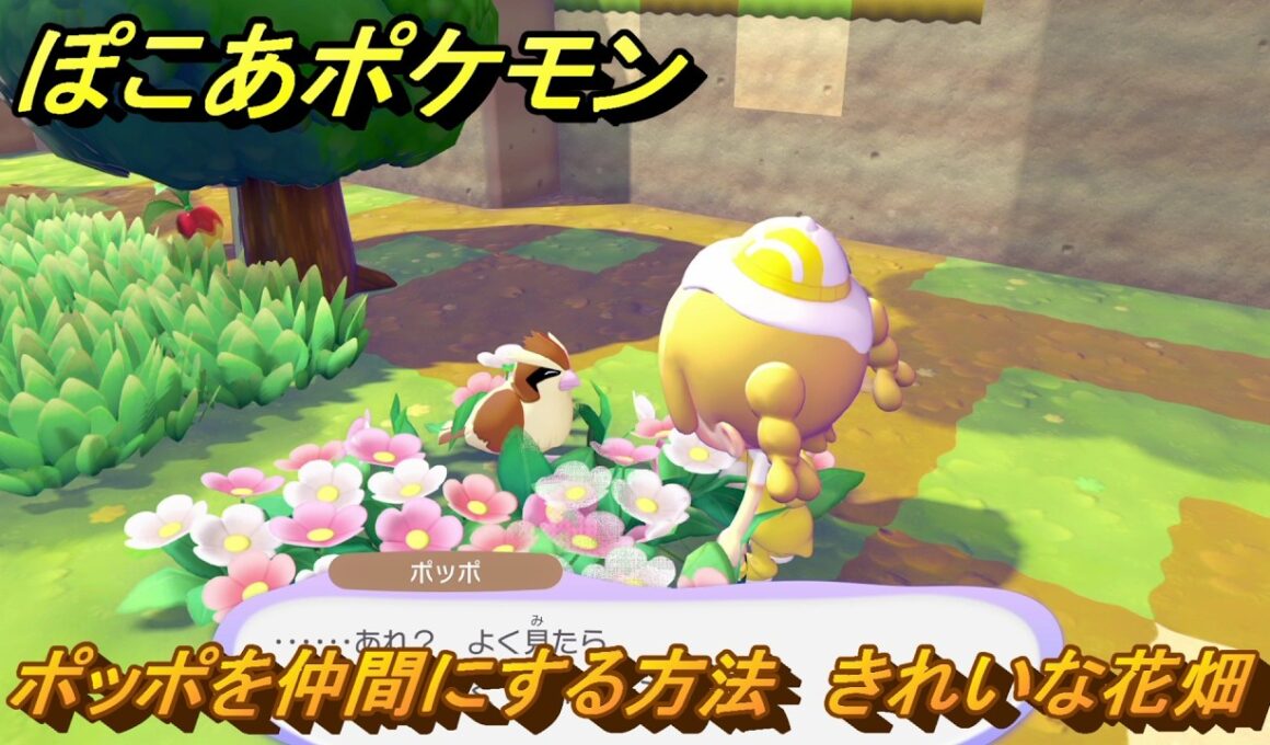 ぽこあポケモン　ポッポを仲間にする方法　きれいな花畑　＃３４　【ぽこポケ】