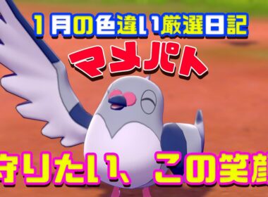 【色違い孵化日記】鳥恐怖症も克服する可愛さ【マメパト厳選】