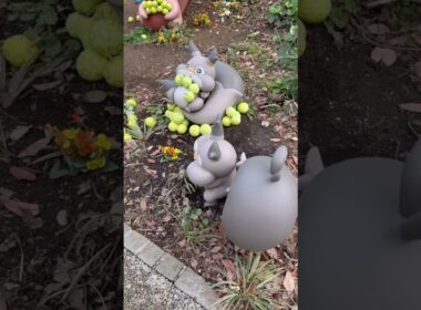 ホシガリスきゅうけいじょ #ポケパーク #ポケモン #pokemon #shorts #ホシガリス #ヨクバリス #オニドリル #ムックル