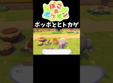 【ポッポとヒトカゲ】#ぽこあポケモン #ぽこポケ #shorts