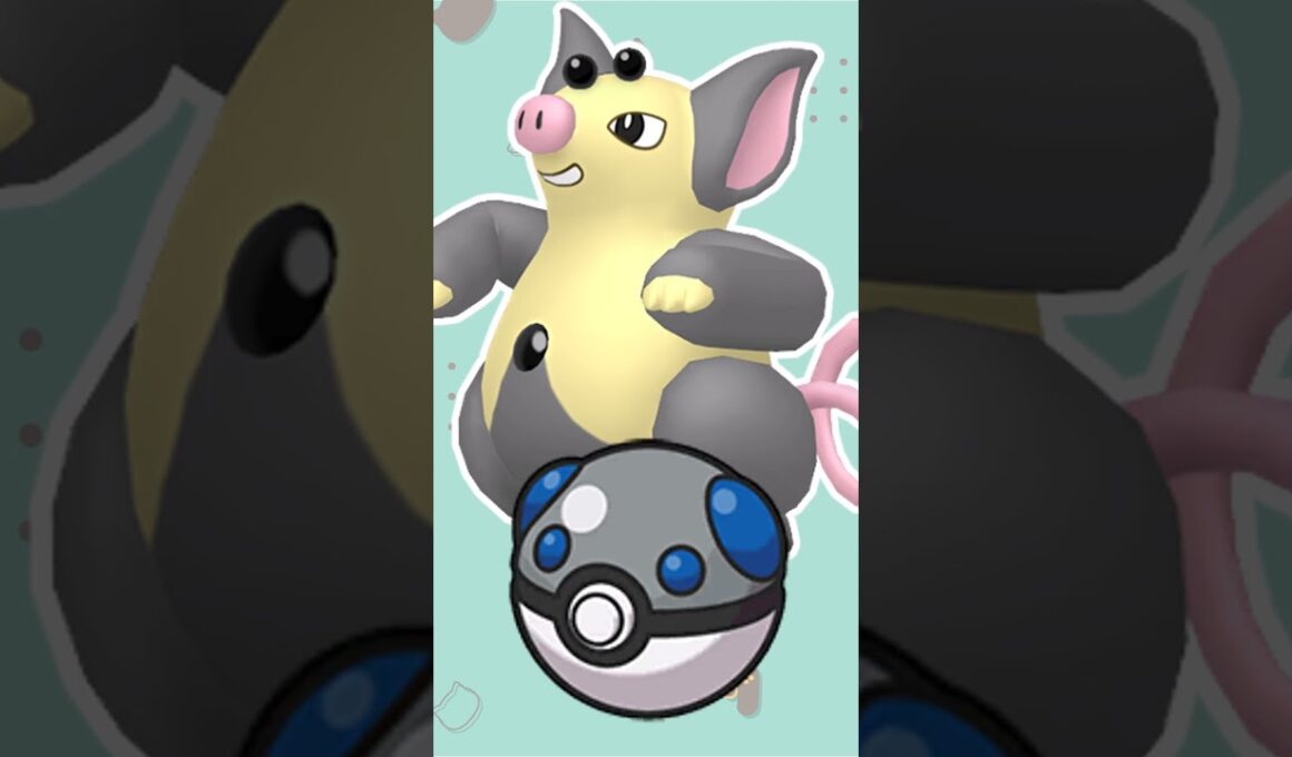 【オシャボ】色違いブーピッグみんなは何ボールに入れる？#shorts #ポケモンsv #ポケモンsv色違い   #pokémon