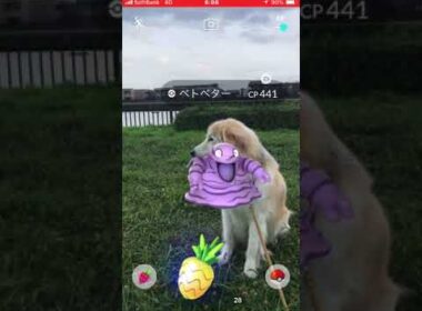 ポケモンGO  ロッキーとベトベター