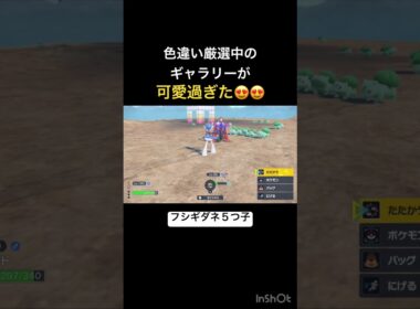 色違い厳選してたらフシギダネ5つ子に出会いました笑 #pokemon #ポケモン #フシギダネ #ポケモンチャンピオンズ #ポケモンsv #pokemonchampions