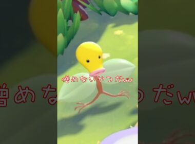 マダツボミちょっと可愛かもww#shorts #ぽこあポケモン