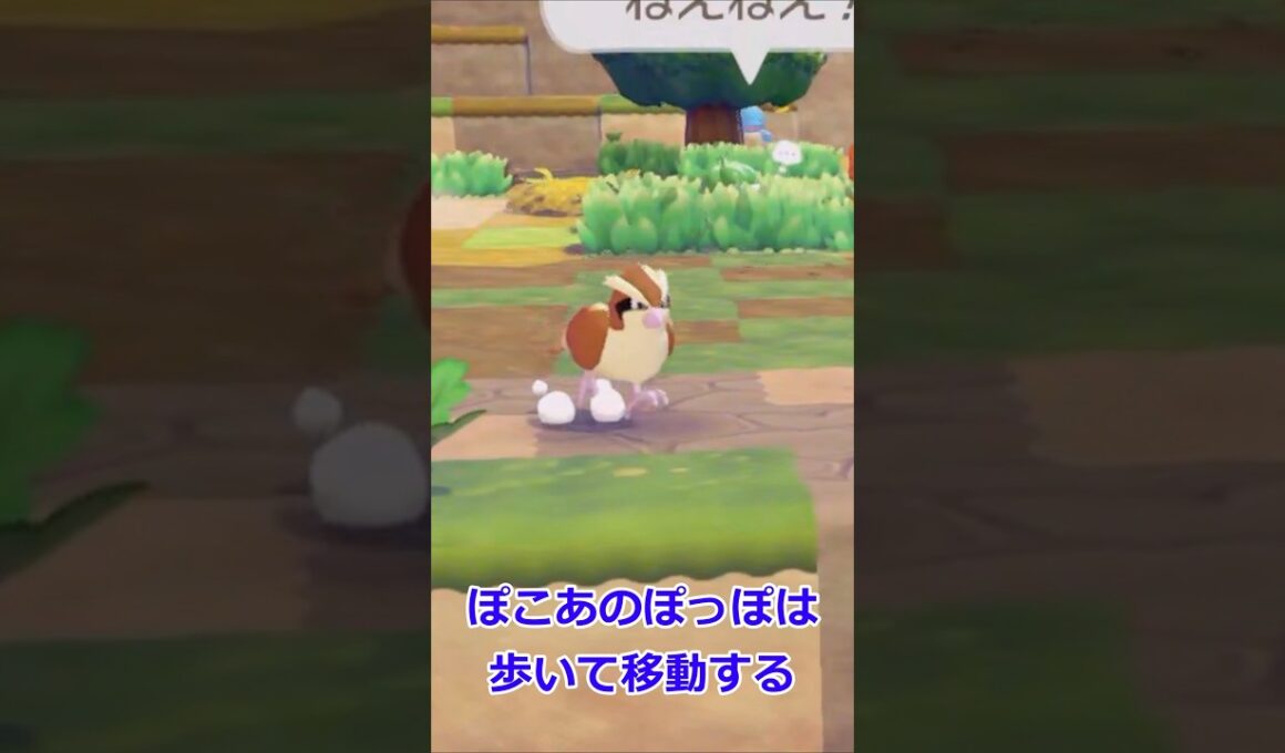 ポッポの歩き方の比較【ぽこあポケモン】#shorts #ポケモン #ポケモンZA #ポケモンチャンピオンズ
