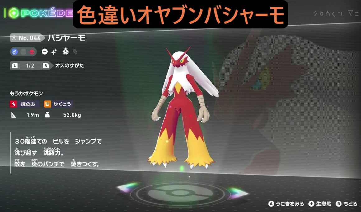 色違いオヤブンアチャモ・ワカシャモ・バシャーモ ポケモンレジェンズZA M次元ラッシュ Pokémon LEGENDS Z-A Mega Dimension #ポケモン
