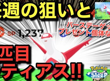 パルの来週どこ行くとラティアス2匹目！誕生日産、育てることになりそう...!!【ポケモンスリープ】【ラティアスリサーチ】無課金リサーチ992/977日目