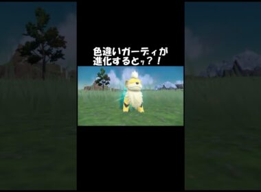 色違いガーディが進化すると何色？！#スカーレット#ポケモン#ポケモンsv #色違い#ゲーム#ゲーム実況#ゲーム配信#参加型#初心者#ゲーマー夫婦#switch
