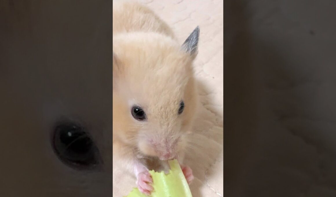 ポケモンに例えたら…なんでしょうね？#ポケモン #ポケポケ #ラッタ？#キュウコン？#カイロス？