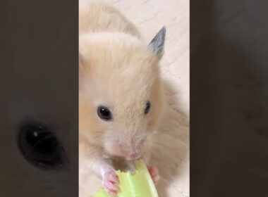 ポケモンに例えたら…なんでしょうね？#ポケモン #ポケポケ #ラッタ？#キュウコン？#カイロス？